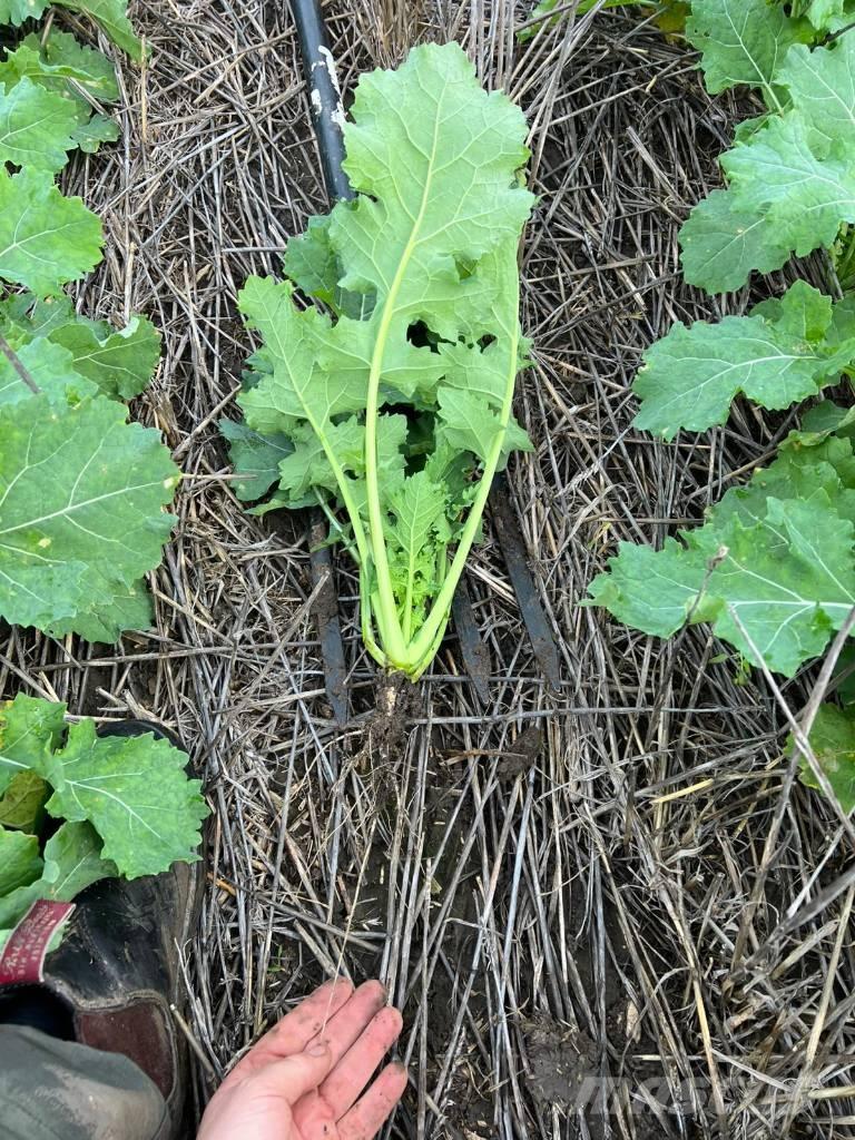 Horsch Focus 6 TD Külvikud