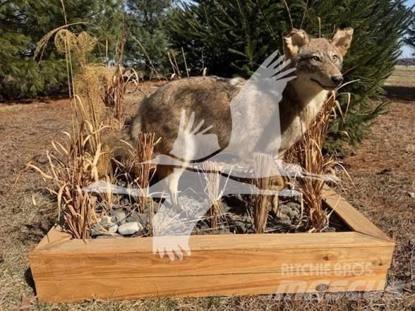 Coyote  Muu