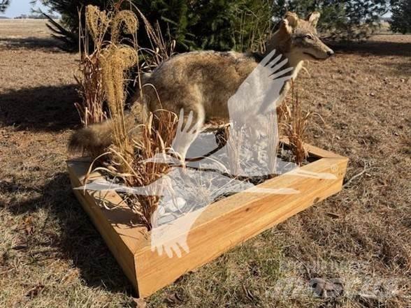 Coyote  Muu