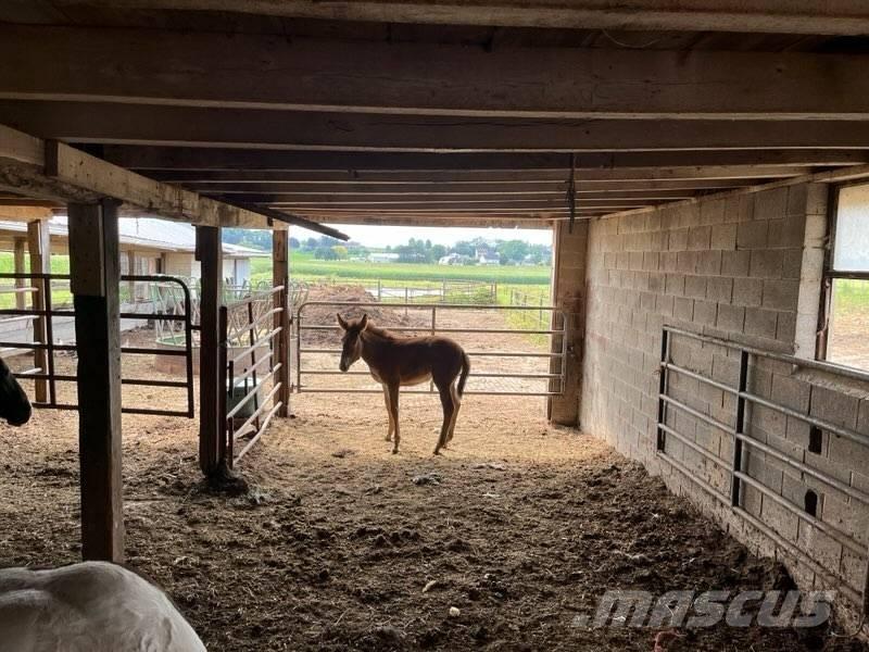  Mule Colt Muu farmitehnika ja tarvikud