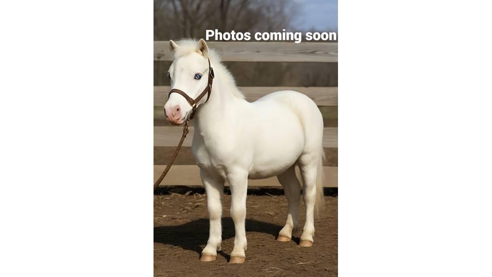 White Pony 40in Lüpsiseadmed