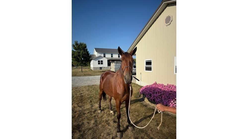 Horse Standardbred Muu farmitehnika ja tarvikud