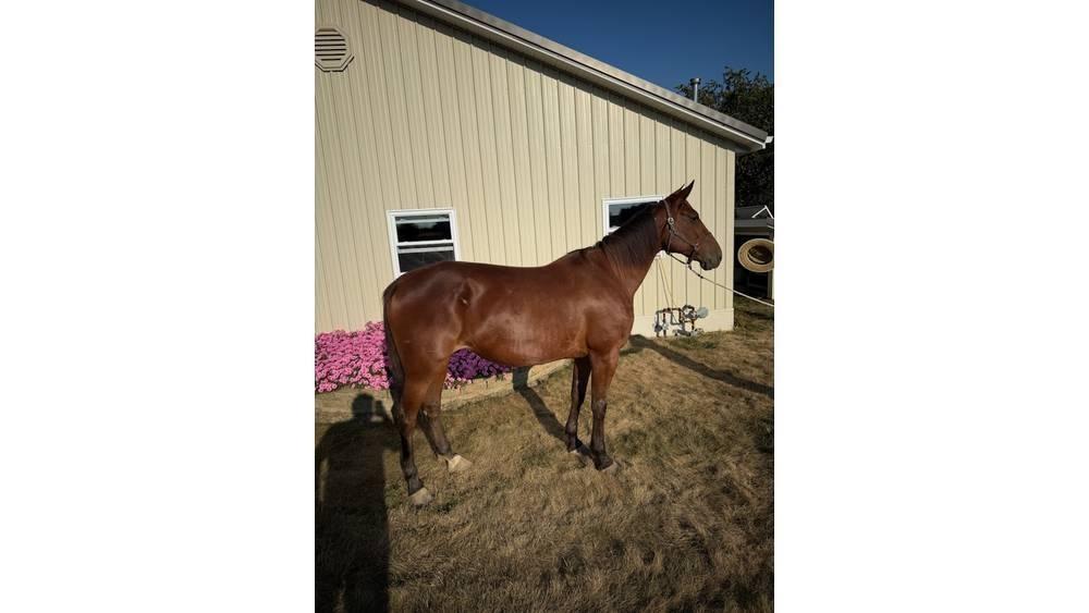  Horse Standardbred Muu farmitehnika ja tarvikud