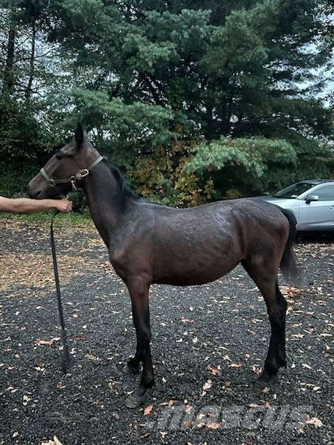  Horse Standardbred Muu farmitehnika ja tarvikud
