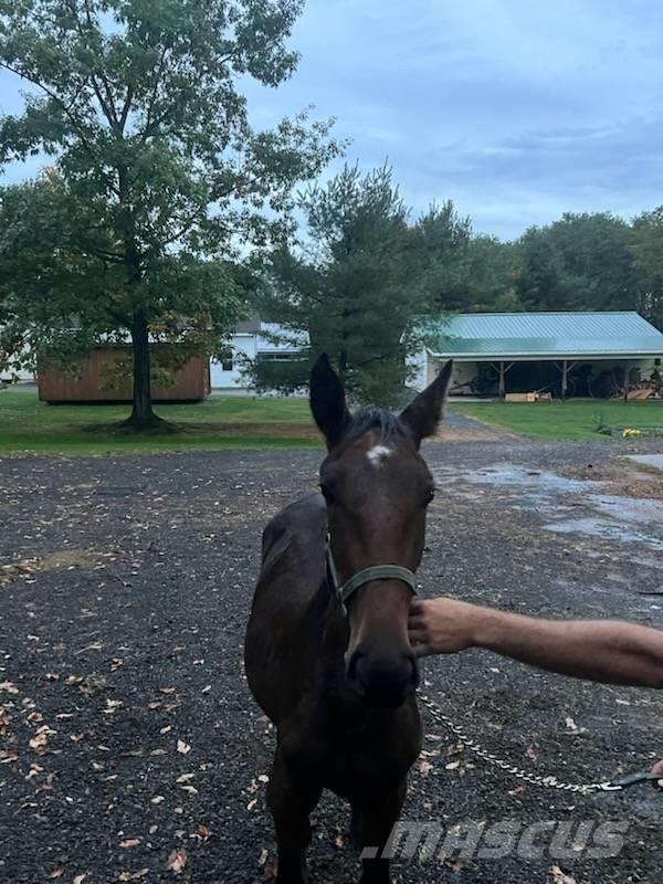  Horse Standardbred Muu farmitehnika ja tarvikud