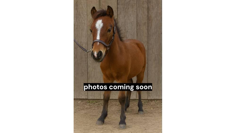  Pony Stallion 35in Lüpsiseadmed