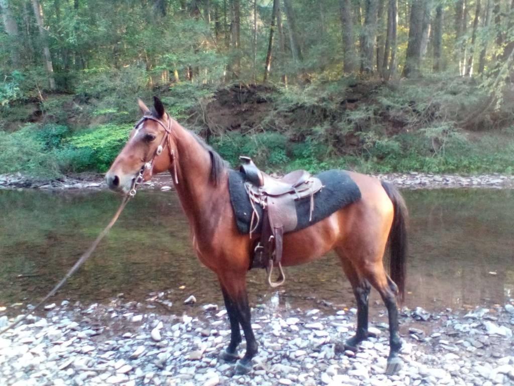 Morgan Mare Muu farmitehnika ja tarvikud