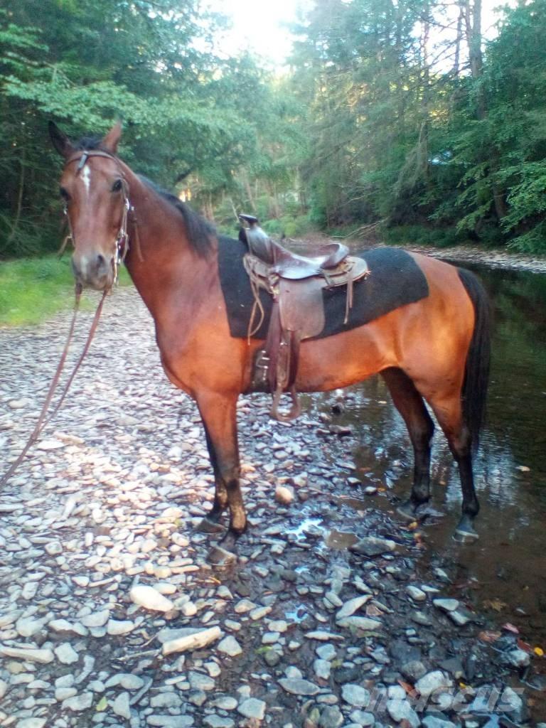 Morgan Mare Muu farmitehnika ja tarvikud