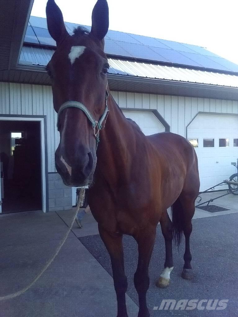  Standardbred Gelding Lüpsiseadmed