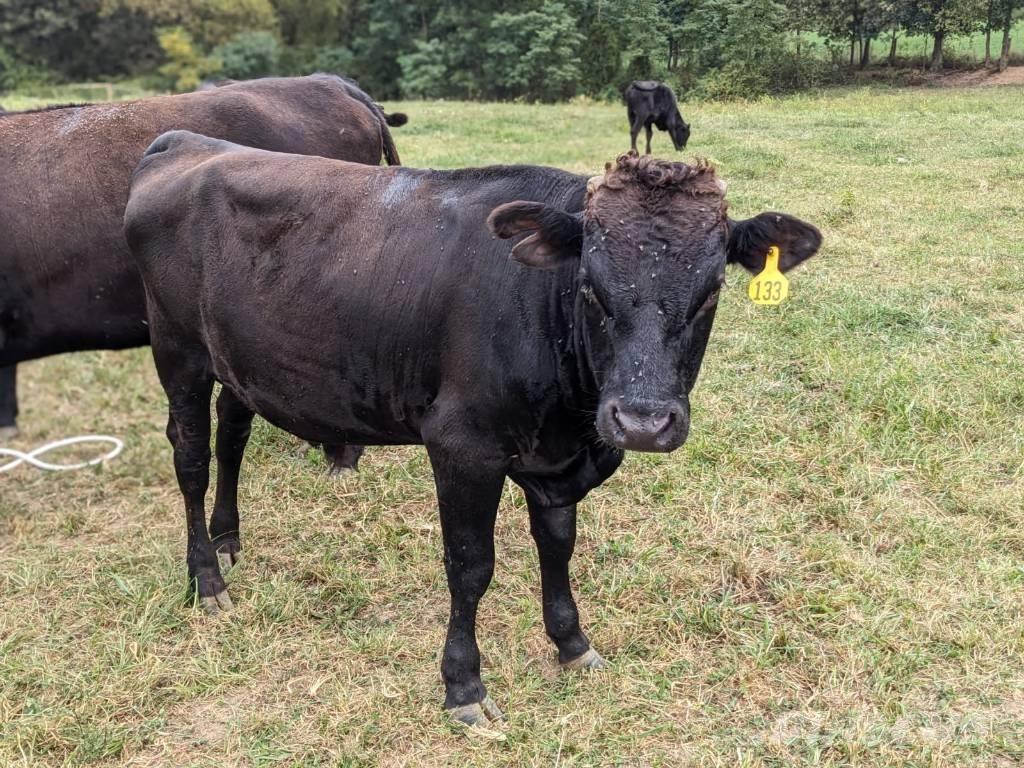 Bull (Organic Farm) Lüpsiseadmed