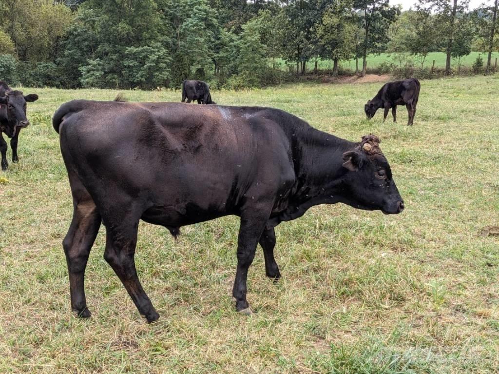 Bull (Organic Farm) Lüpsiseadmed