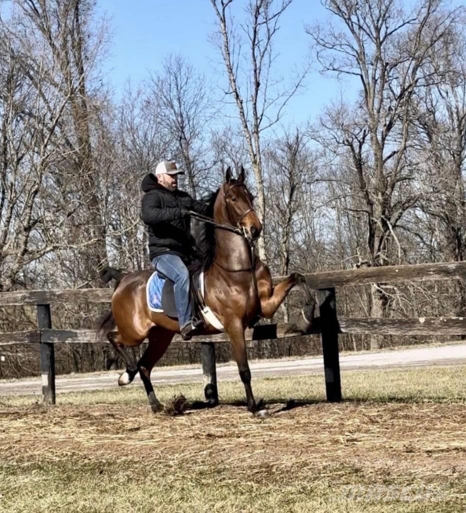  Horse Saddlebred Muu farmitehnika ja tarvikud