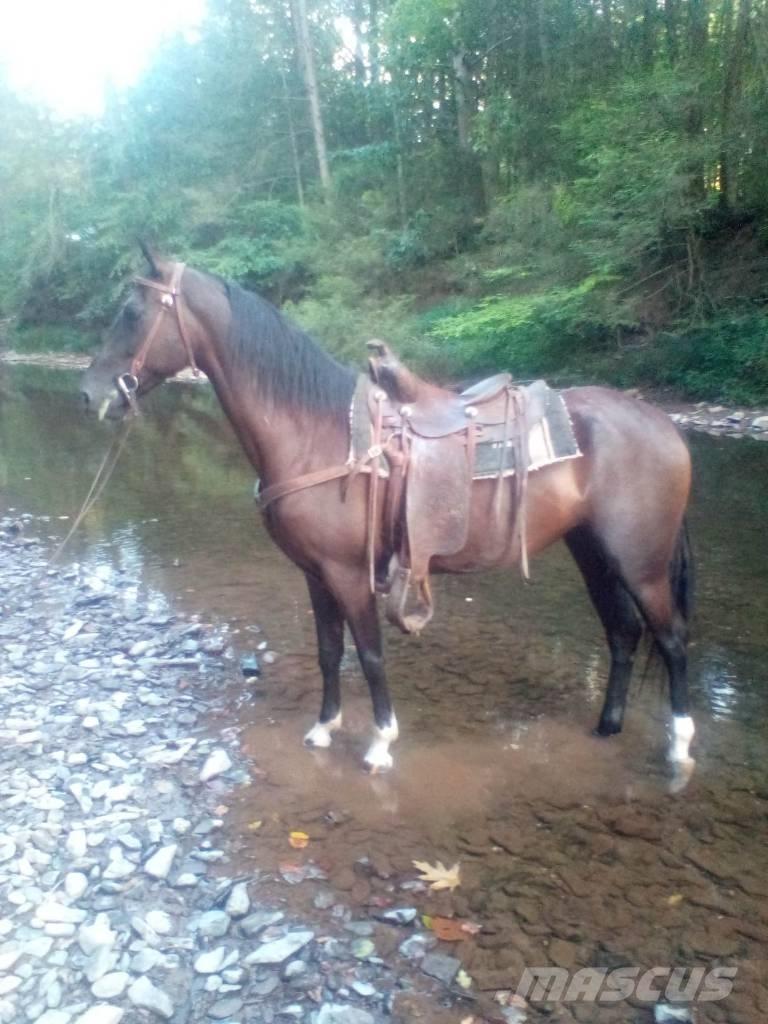  Horse Standaredbred Muu farmitehnika ja tarvikud
