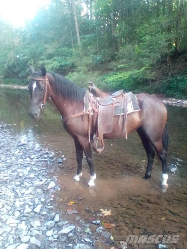  Horse Standaredbred Muu farmitehnika ja tarvikud
