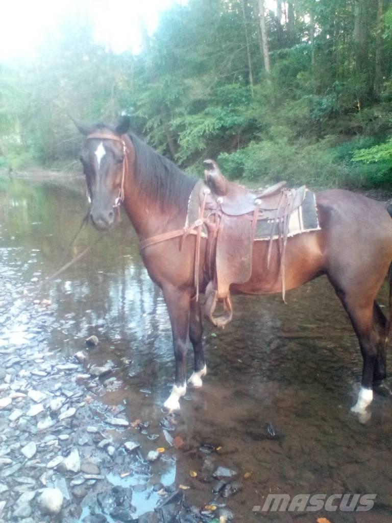  Horse Standaredbred Muu farmitehnika ja tarvikud