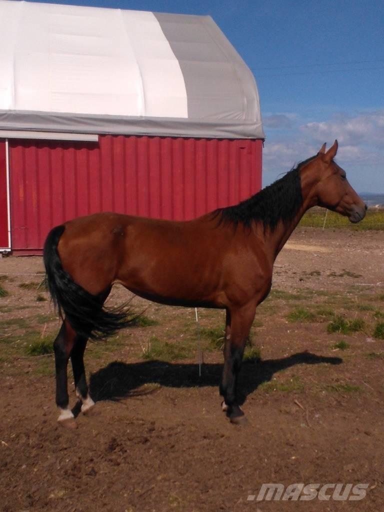  Horse Family Muu farmitehnika ja tarvikud
