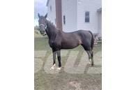  Horse Mare Muu farmitehnika ja tarvikud