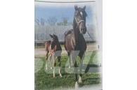  Horse Mare Muu farmitehnika ja tarvikud