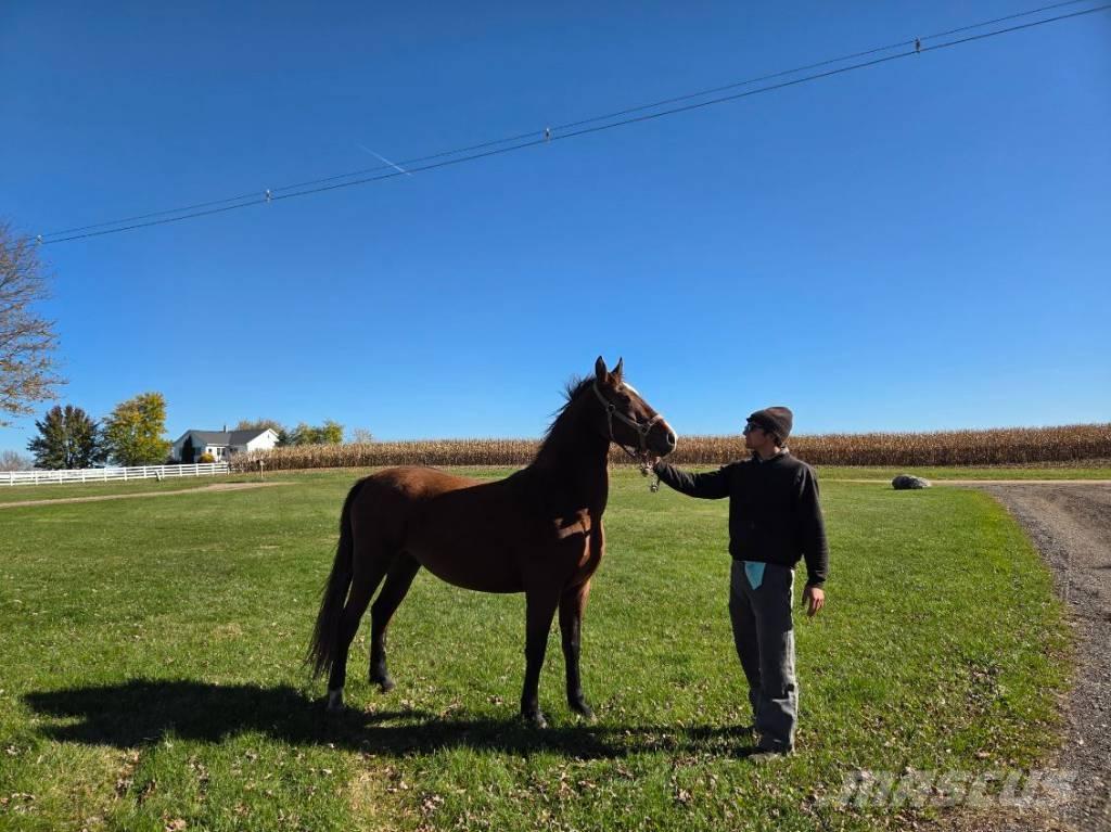  Horse Mare Muu farmitehnika ja tarvikud