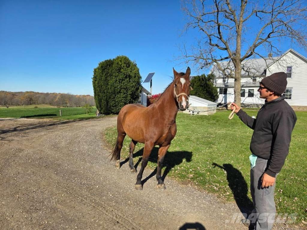  Horse Mare Muu farmitehnika ja tarvikud