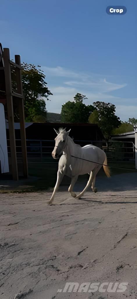  Horse Mare Muu farmitehnika ja tarvikud