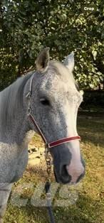  Horse Mare Muu farmitehnika ja tarvikud