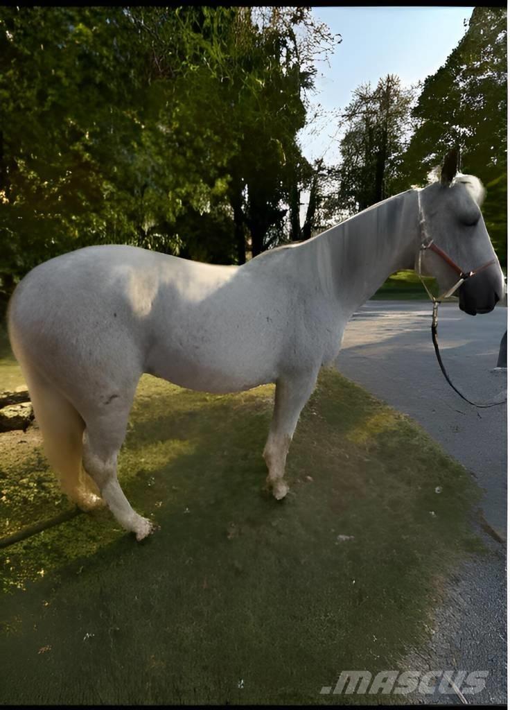  Horse Mare Muu farmitehnika ja tarvikud