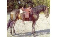  Horse Gelding Muu farmitehnika ja tarvikud