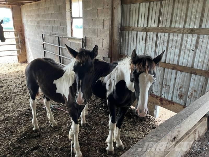 Horse Male Muu farmitehnika ja tarvikud