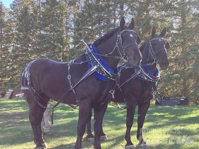  Percheron Team Muu