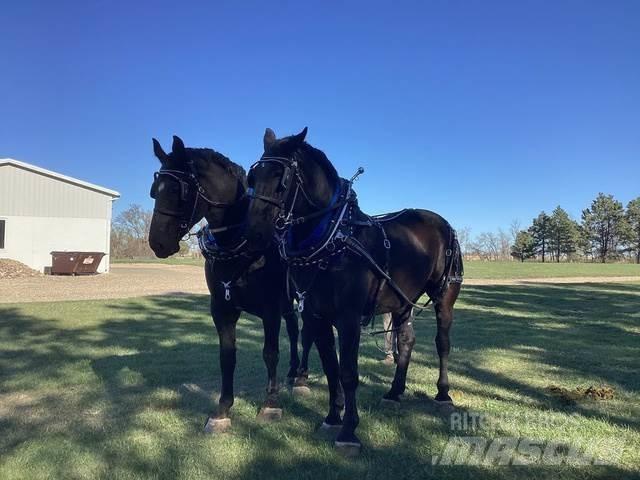  Percheron Team Muu