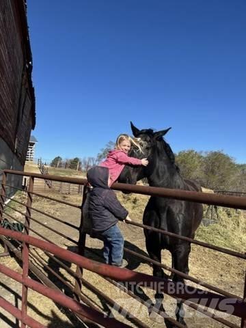  Percheron Team Muu