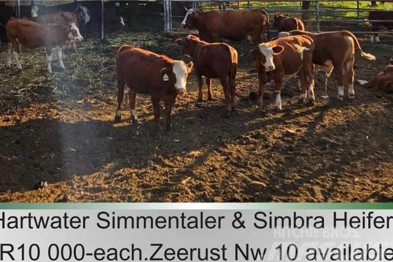  10 x Simmantaler/Simbra heifers Muud veokid